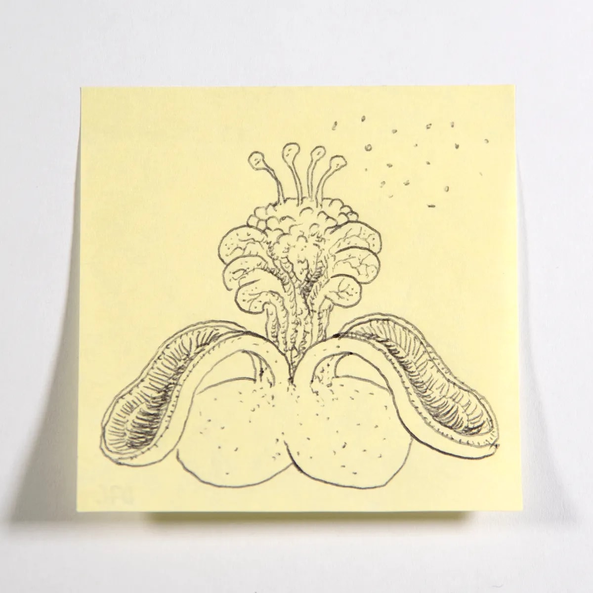 Neptunian, No. 076 of 512: a hand-drawn cazzo on a sticky note