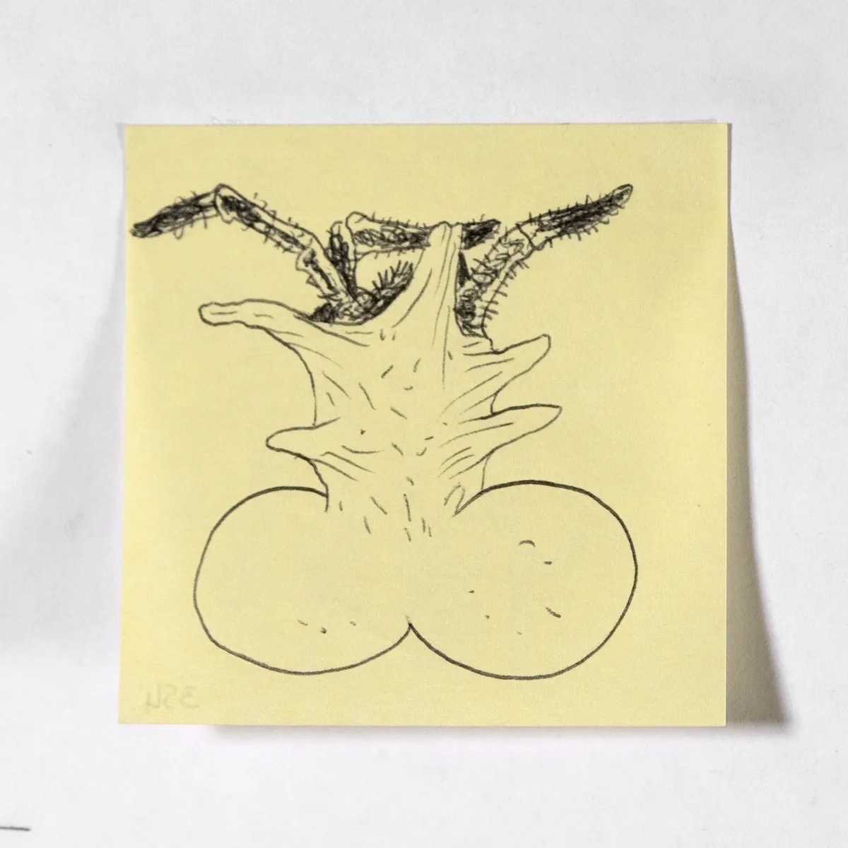 Nest, No. 354 of 512: a hand-drawn cazzo on a sticky note